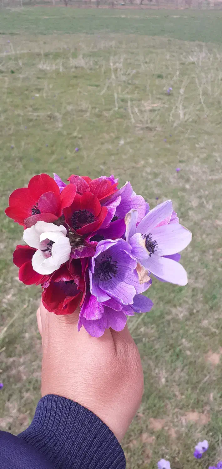 کاه تو یونجه سبز|گل و گیاه طبیعی|مریوان, |دیوار