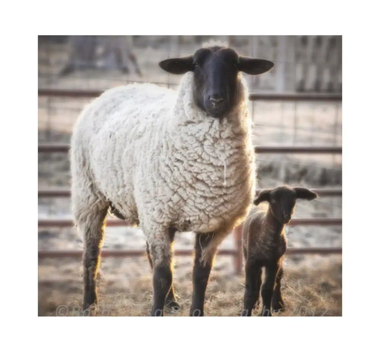 فروش گوسفند زنده سالم و آماده ذبح|حیوانات مزرعه|قدس, شهر‌قدس|دیوار