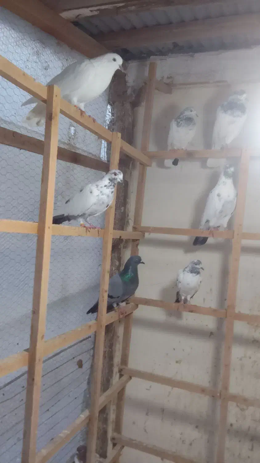 کبوتر سنگر|پرنده|سنگر, |دیوار