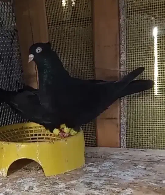 کبوتر|پرنده|مسجد سلیمان, |دیوار