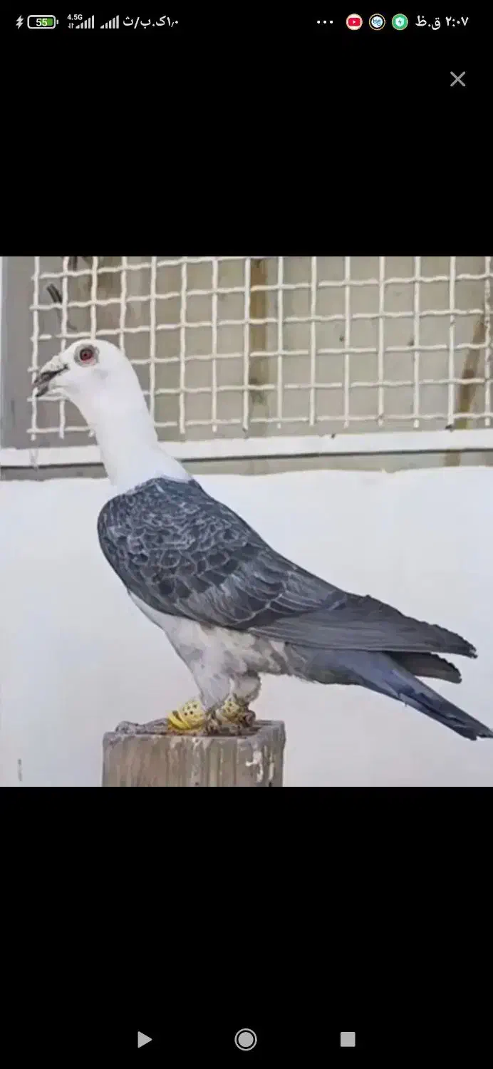 سینه ای بخونید|پرنده|بهبهان, |دیوار