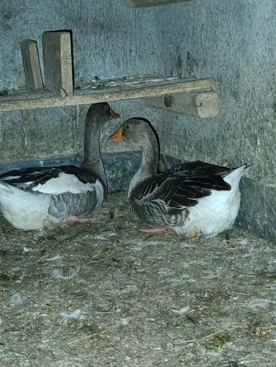 مرغ خروس قاز|حیوانات مزرعه|هندیجان, |دیوار