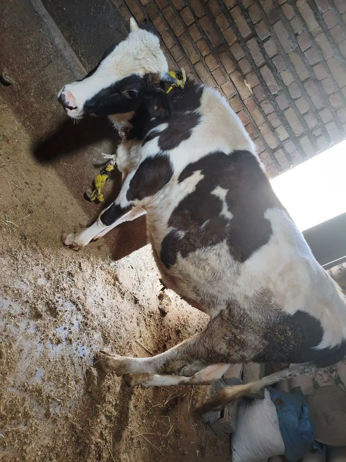 دو عدد گوساله سیمنتال نر|حیوانات مزرعه|نظر کهریزی, |دیوار