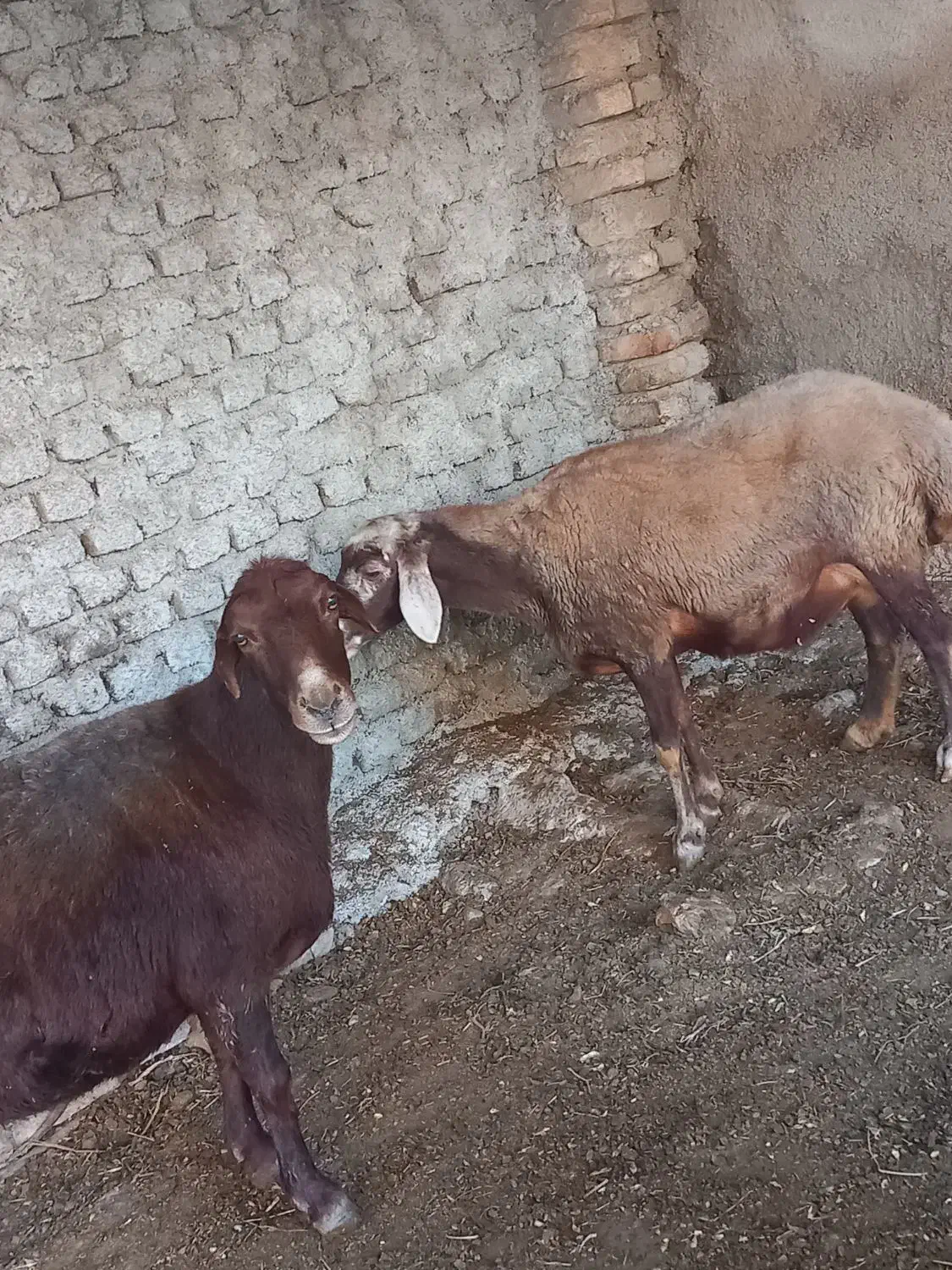 گوسفند ترکمنی و کبود ماده|حیوانات مزرعه|جلین, |دیوار