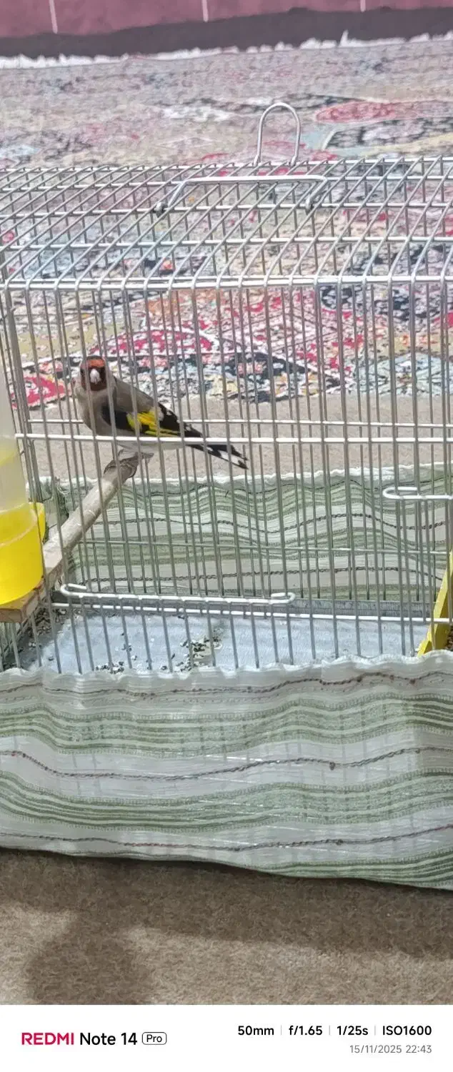 سهره نر|پرنده|خرمآباد, |دیوار