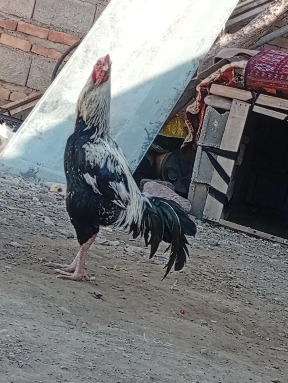 خروس اصیل|حیوانات مزرعه|ایرانشهر, |دیوار