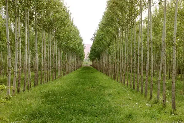 انواع درخت به صورت سرپا در باغ خریدارم|خدمات باغبانی و درختکاری|لاهیجان, آهندان|دیوار