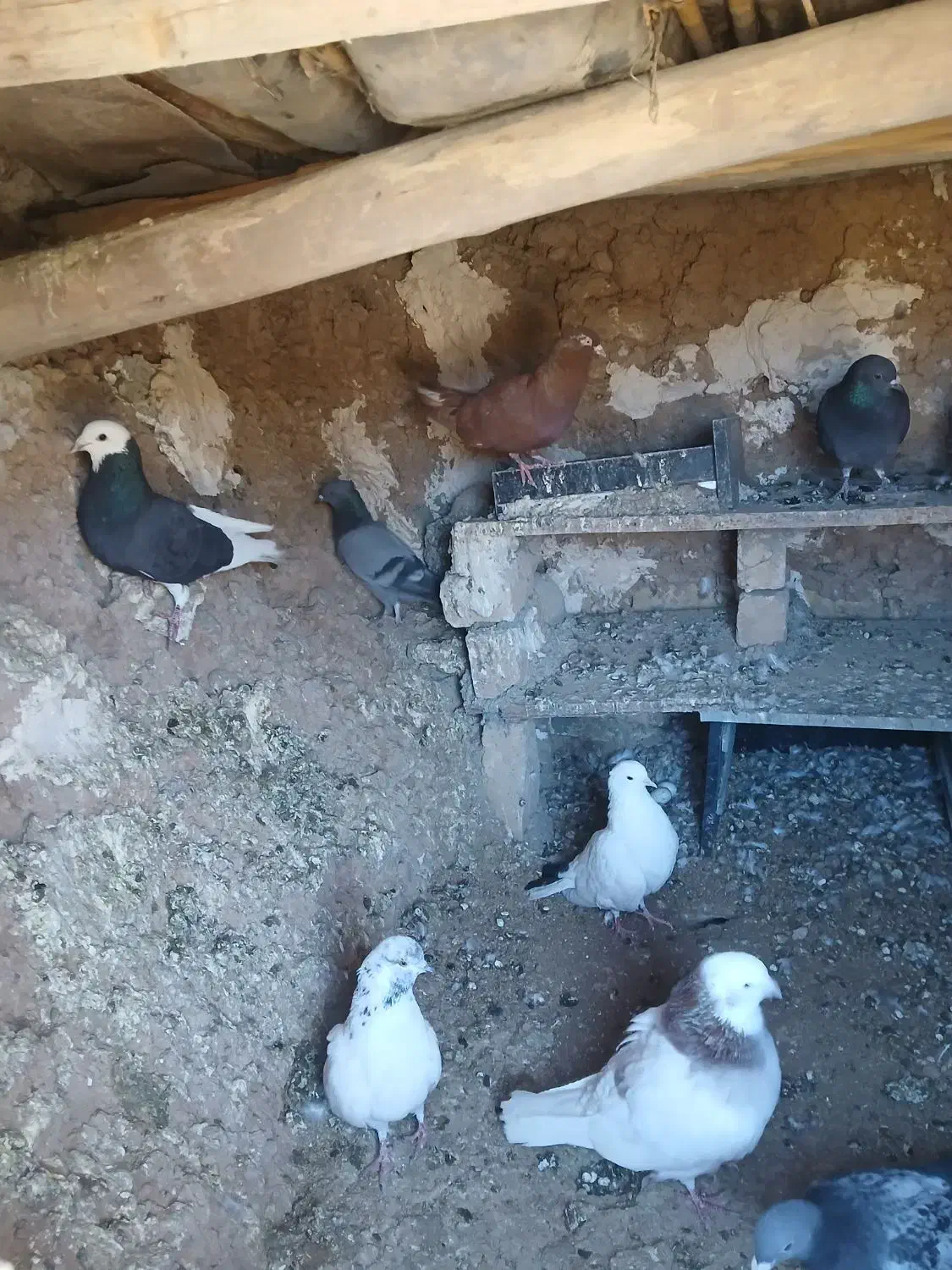 کبوتر|پرنده|نورآباد, |دیوار