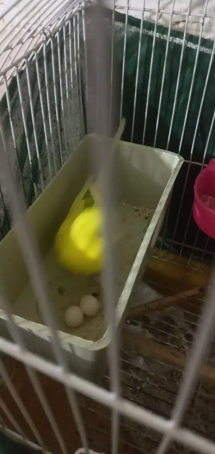 مرغ عشق|پرنده|چهاردانگه (تهران), |دیوار