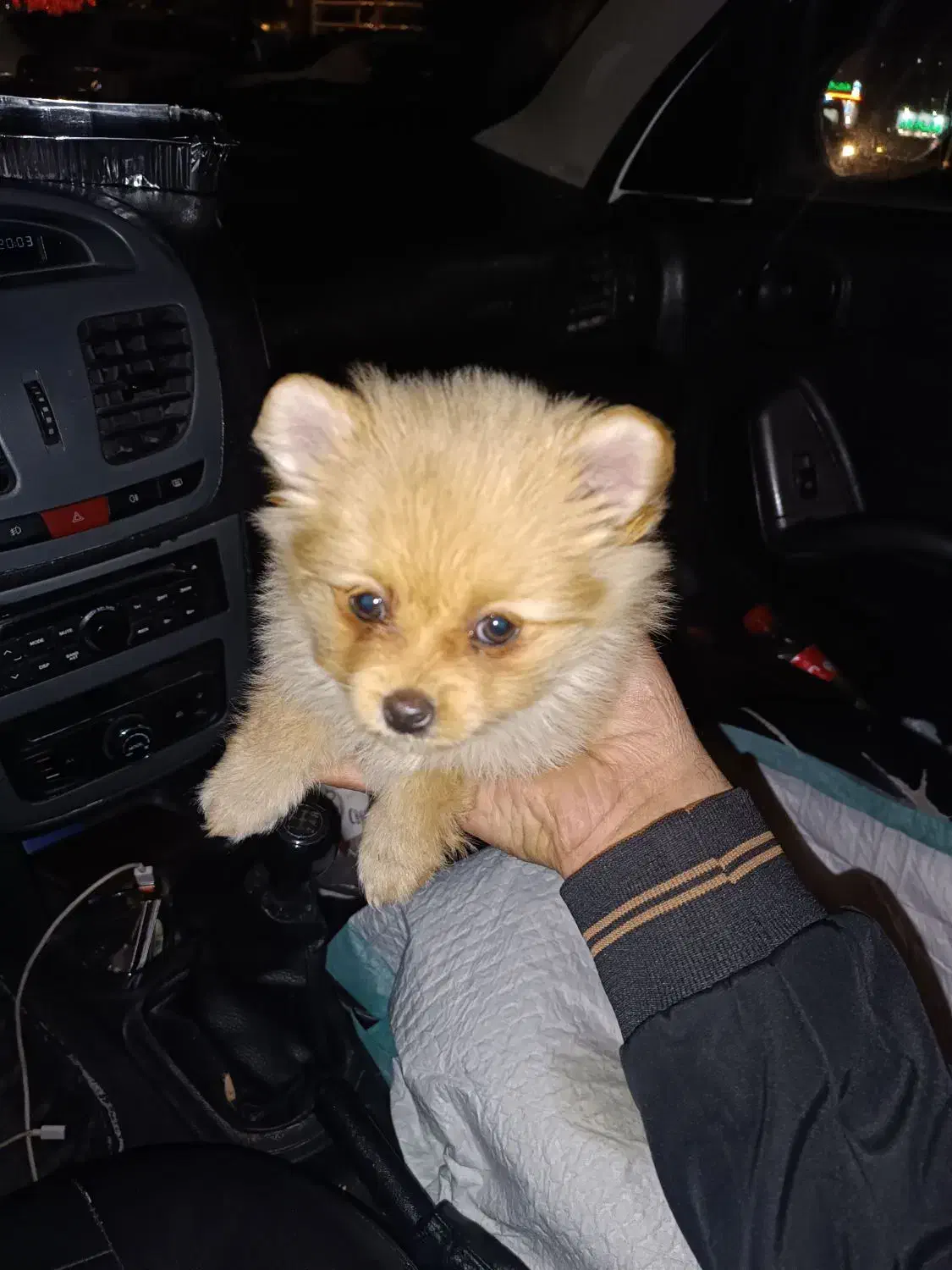 سگ پامر|سگ|تهران, میرداماد|دیوار