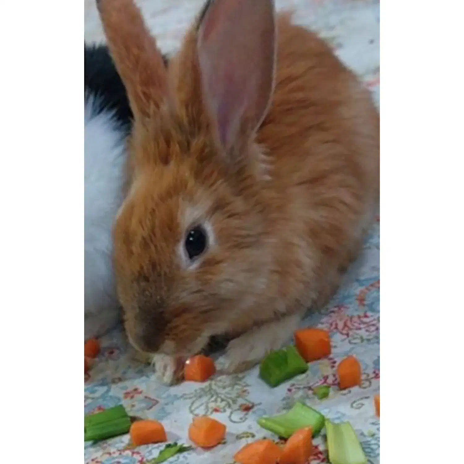 خرگوش چهار ماهه اهلی نر|موش و خرگوش|ارومیه, |دیوار