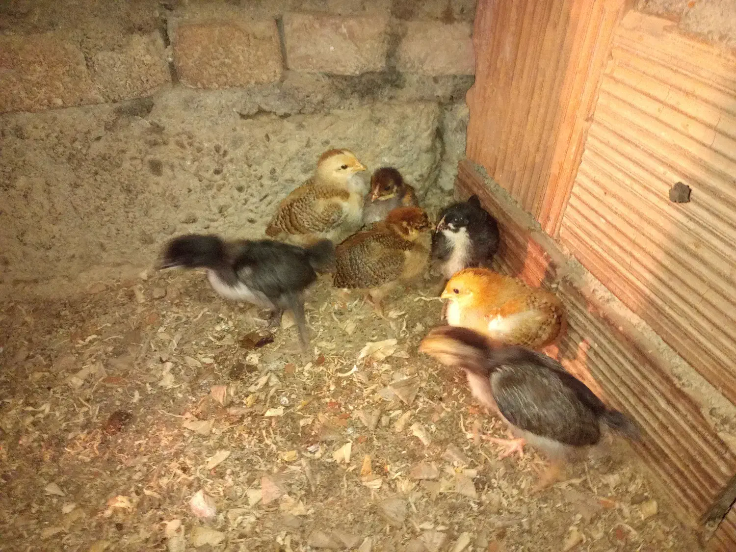 جوجه محلی کرچ شو|حیوانات مزرعه|بندر ترکمن, |دیوار