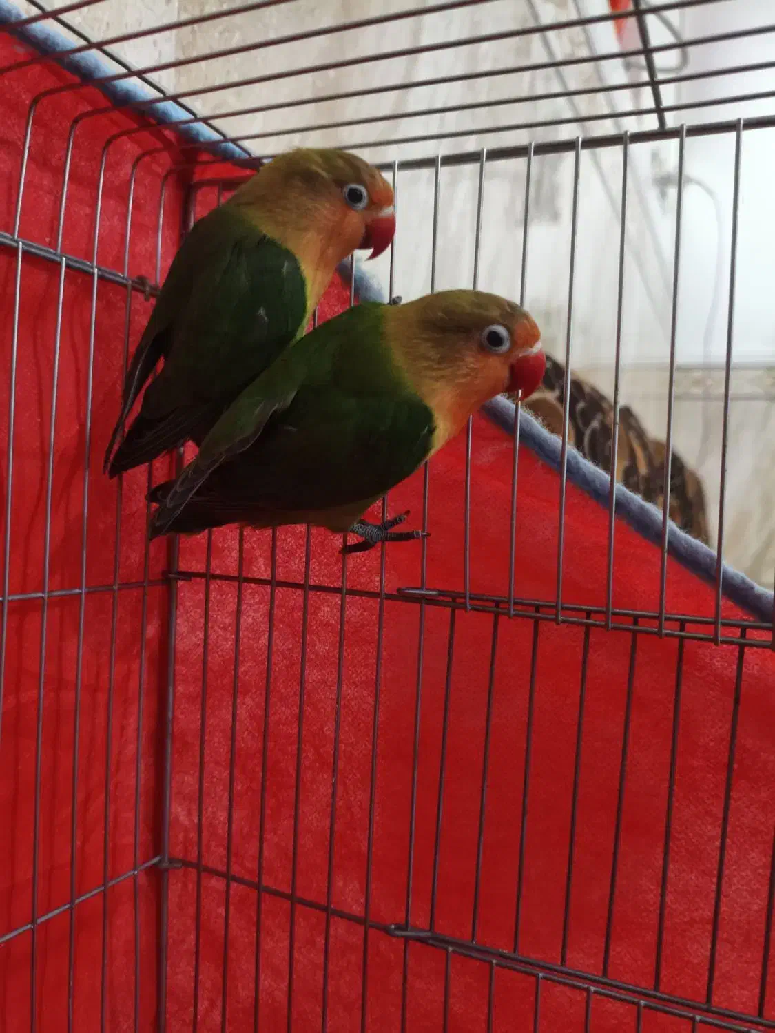 طوطی برزیلی|پرنده|آبدان, |دیوار