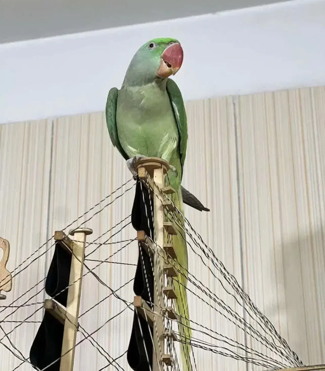 شاه طوطی کاملا دستی|پرنده|تهران, دریا|دیوار