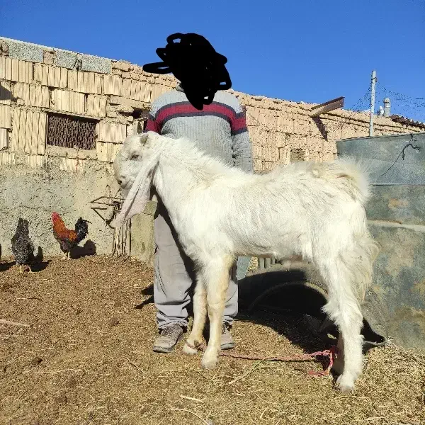 کل پاکستانی نژاد گلابی|حیوانات مزرعه|دامغان, |دیوار