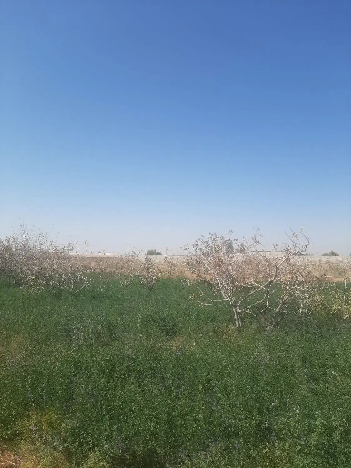 باغ کشاورزی|اجارهٔ دفتر صنعتی، کشاورزی، تجاری|کرمان, |دیوار