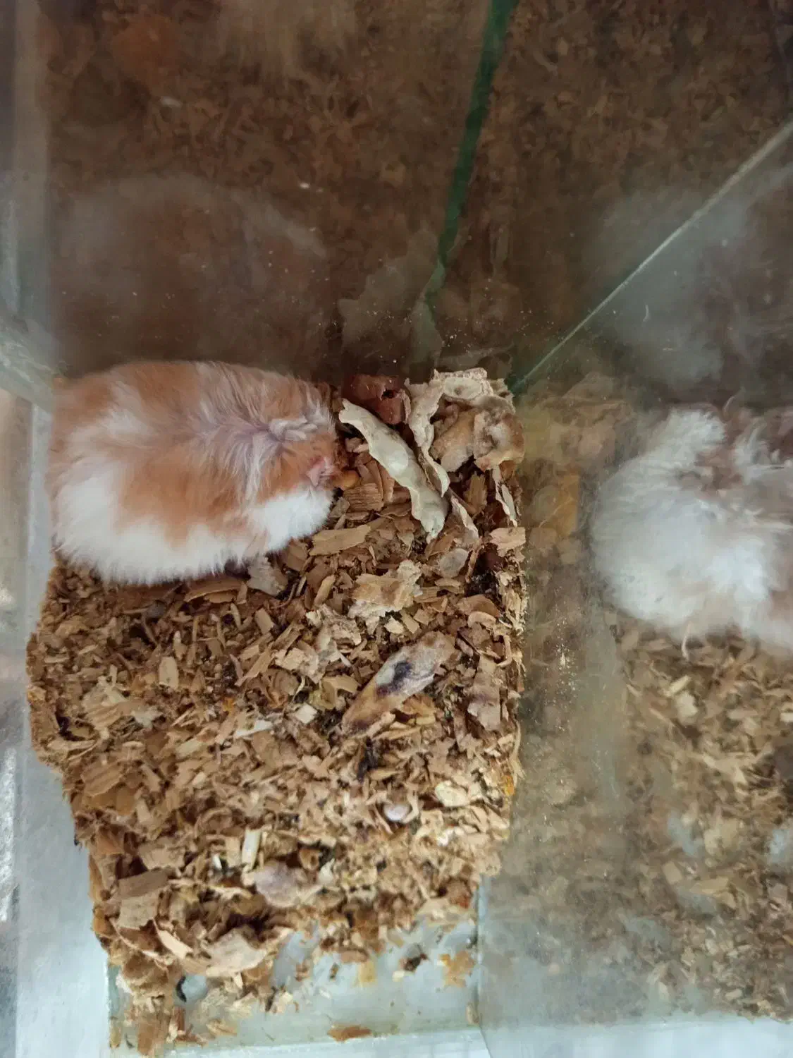 همستر پشمالو|موش و خرگوش|رشت, یخسازی|دیوار