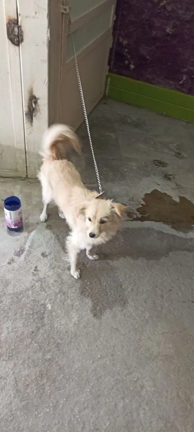 حیوان خانگی|سگ|جهرم, |دیوار