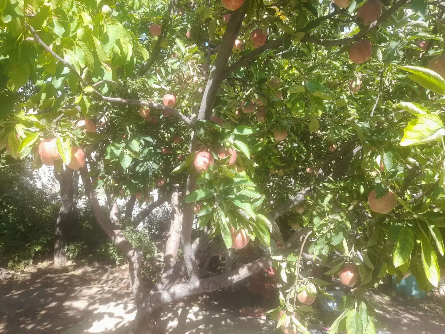 باغ در اسکو|فروش خانه و ویلا|اسکو, |دیوار