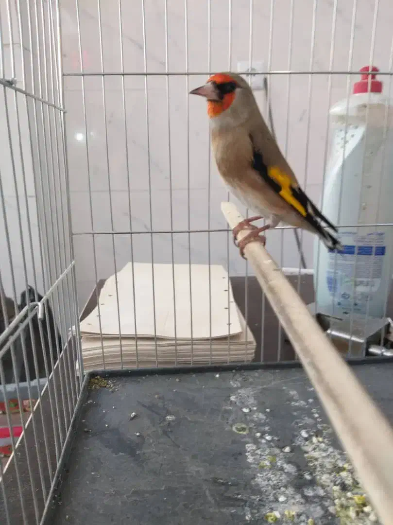 پرنده سرای رضاخانی|پرنده|کرمان, |دیوار