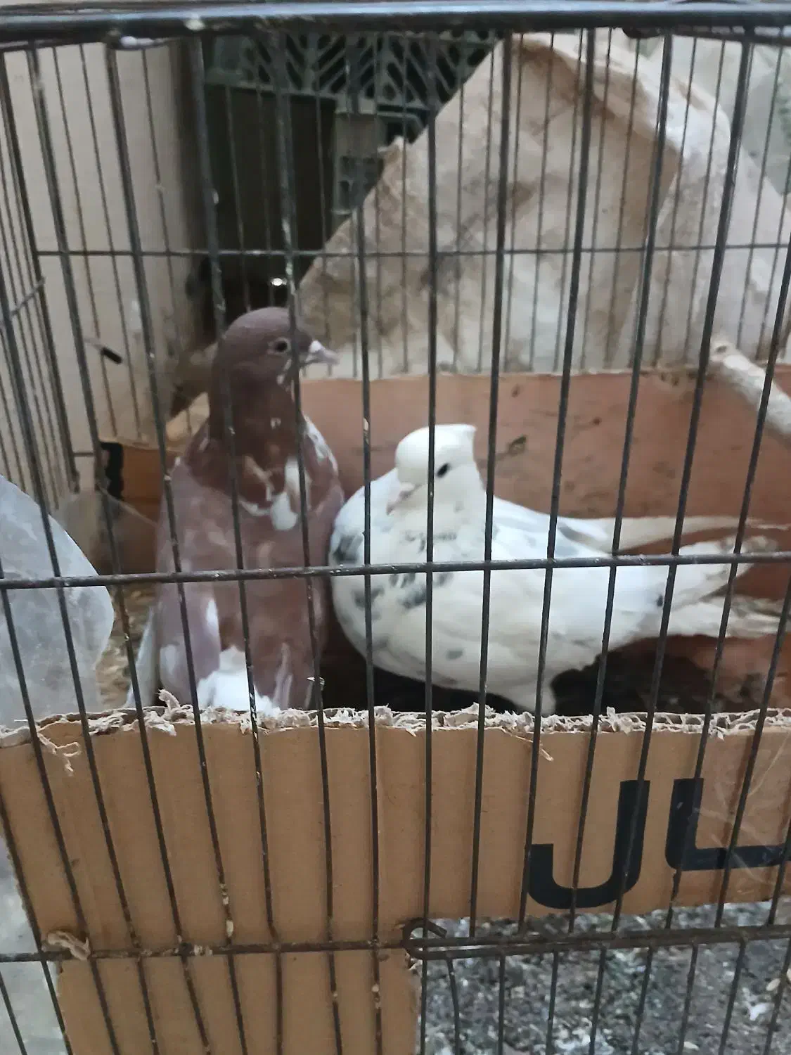 کفتر|پرنده|فرمهین, |دیوار