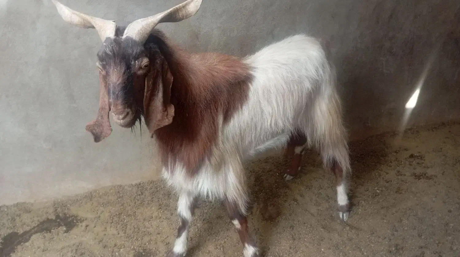 پازن گوشتی زیر قیمت|حیوانات مزرعه|سعدآباد, |دیوار