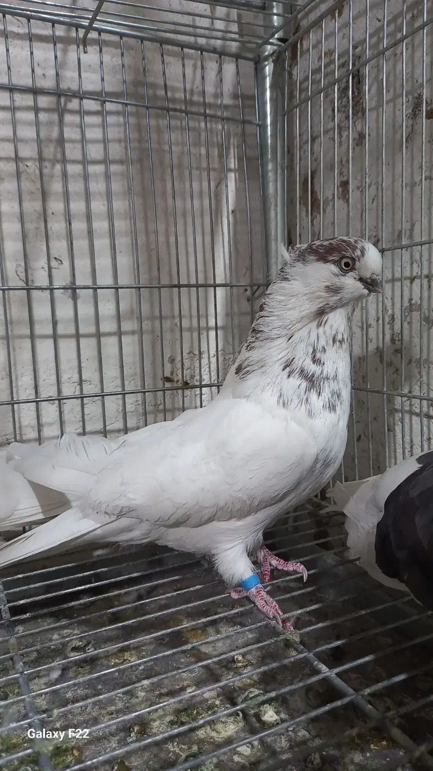 کبوتر تهرانی|پرنده|خمینیشهر, |دیوار