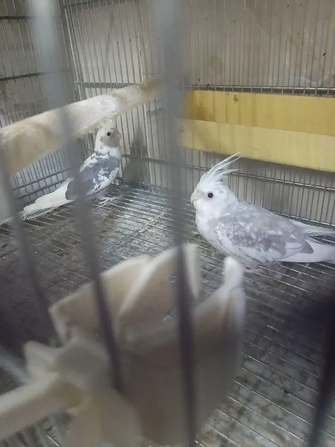 طو طی عر و س.هلندی|پرنده|نظرآباد, نظرآباد|دیوار