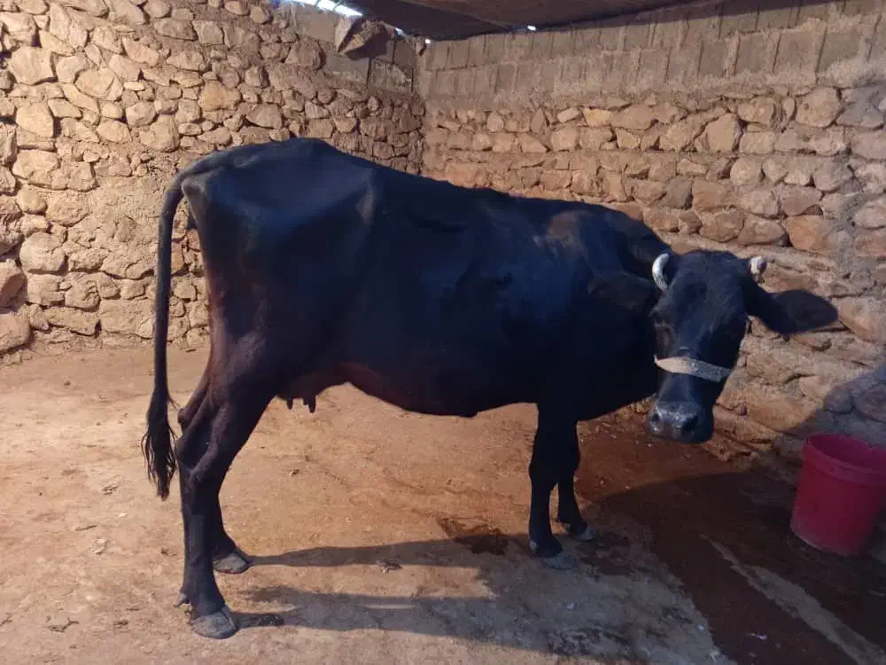 گاو آبستن|حیوانات مزرعه|چرام, |دیوار