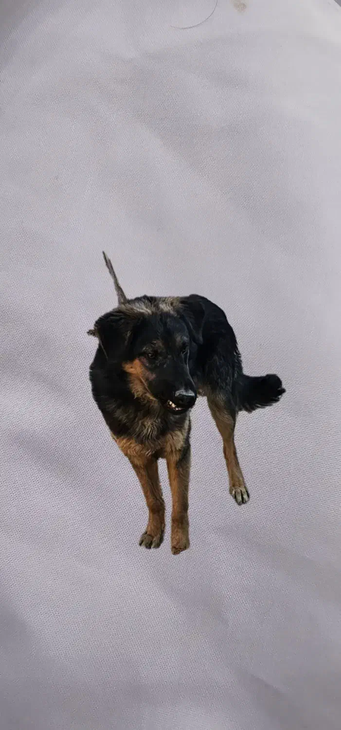 ژرمن شولاین|سگ|زاهدان, |دیوار