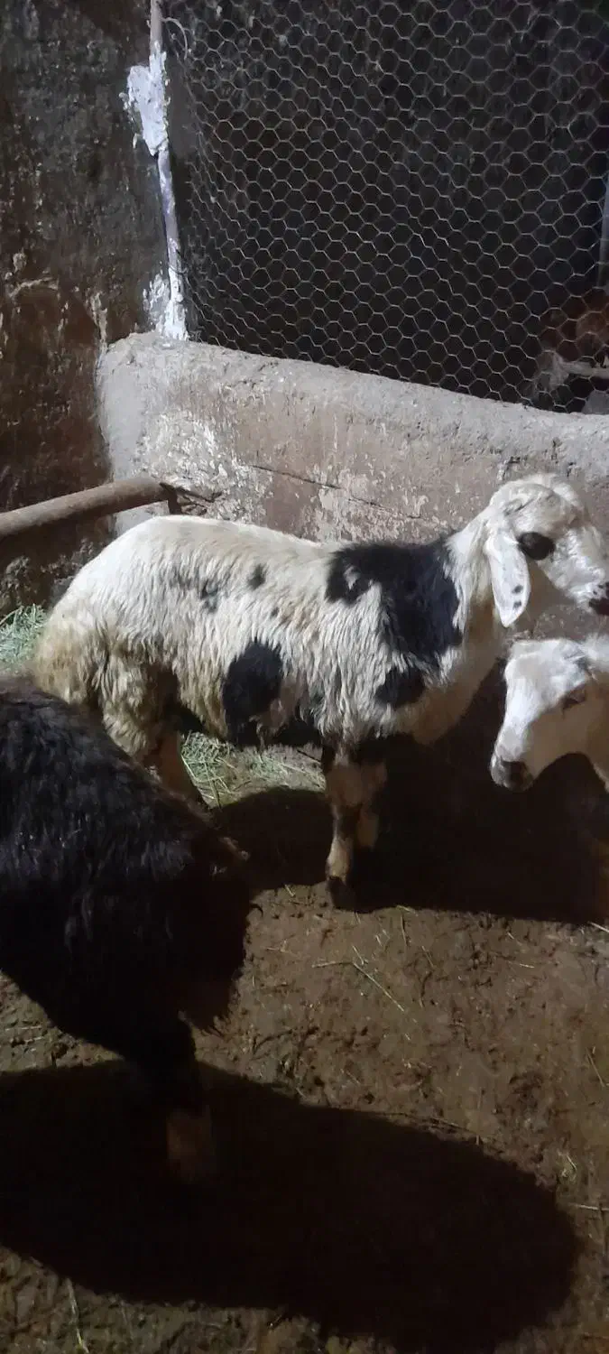 قوچ بره نر پلنگی اصل|حیوانات مزرعه|خاوه, |دیوار