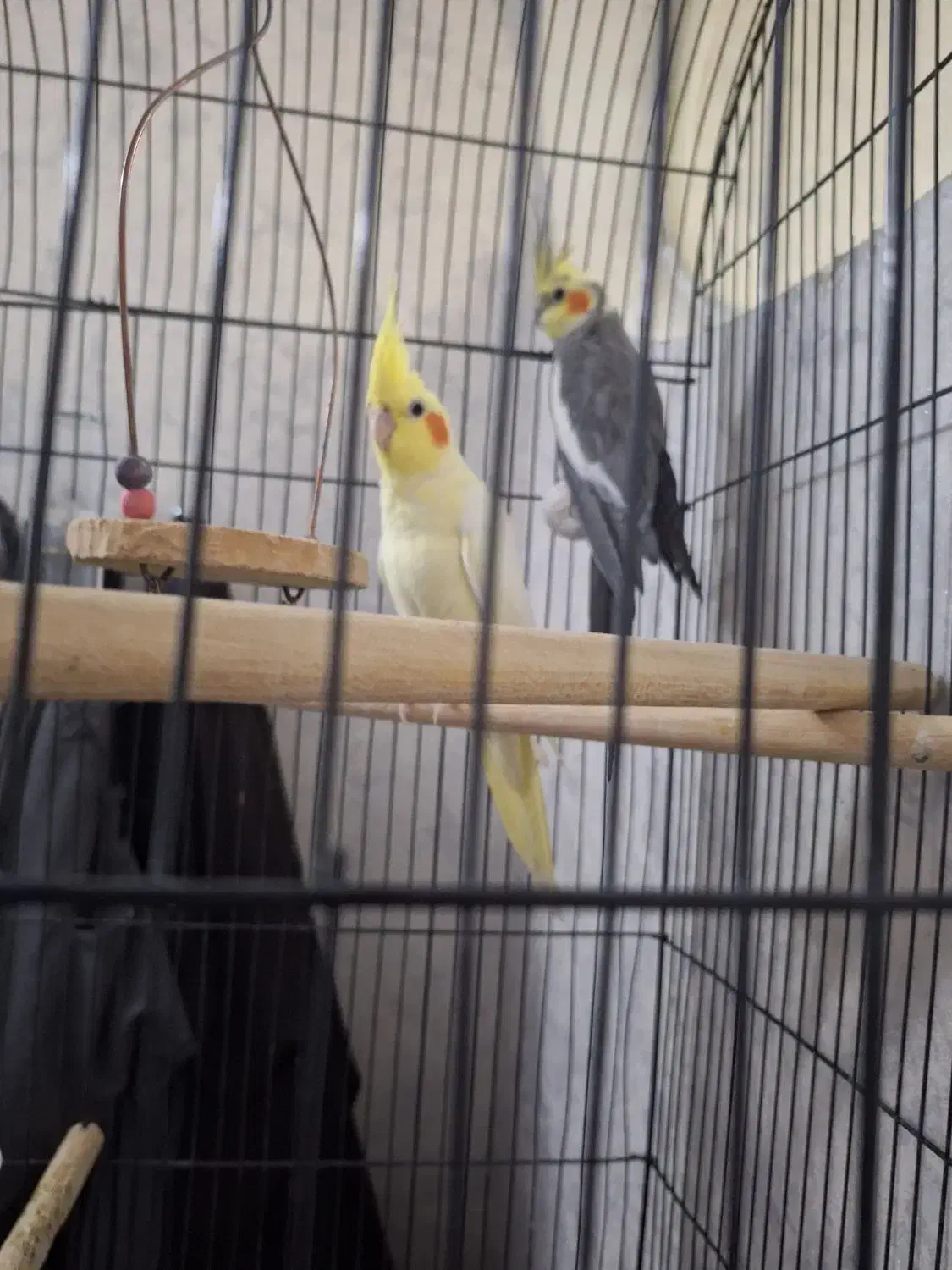 یک جفت عروس هلندی نر و ماده|پرنده|قم, شهرک امام حسین|دیوار