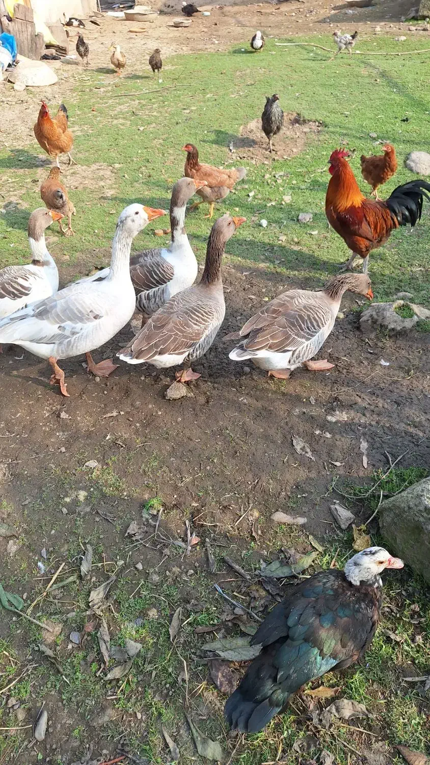 غاز محلی ۵ عدد|حیوانات مزرعه|ماکلوان, |دیوار