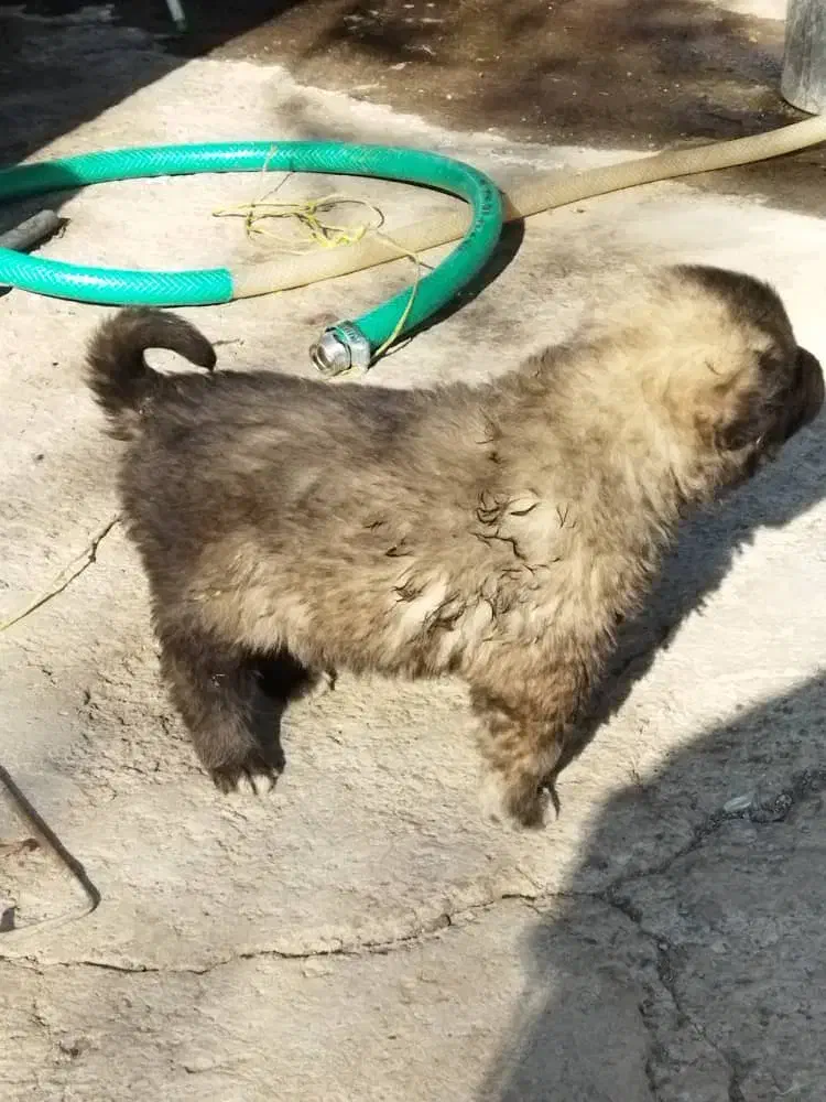 واگذاریسگسرابی|سگ|سراب, |دیوار