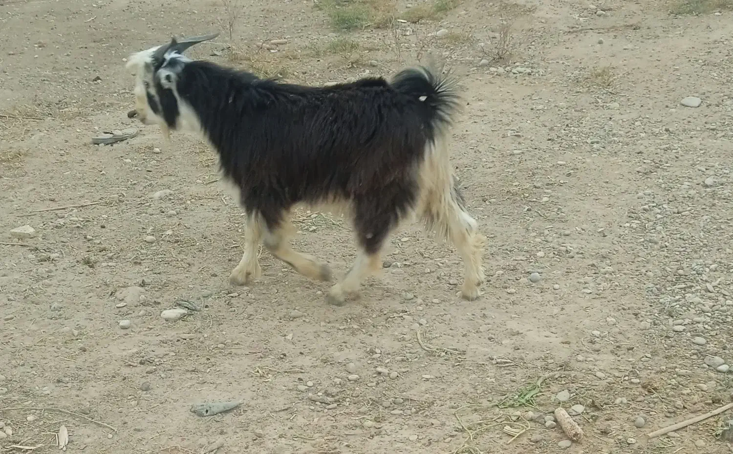 بیگ نر|حیوانات مزرعه|شوش, |دیوار