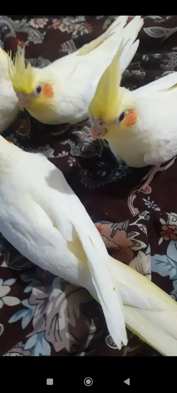 عروس هلندی|پرنده|خرم‌آباد, |دیوار