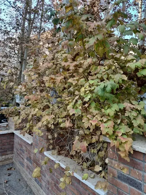 هرس کار باغ|خدمات باغبانی و درختکاری|محمدشهر, محمدشهر|دیوار