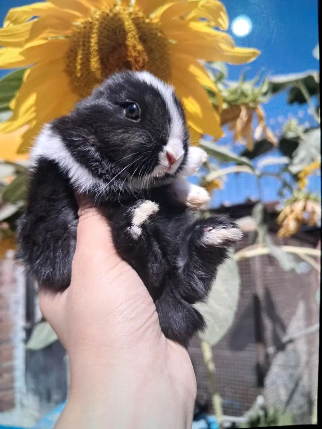 توله خرگوش مینیاتوری|موش و خرگوش|تهران, نیروی هوایی (پیروزی)|دیوار