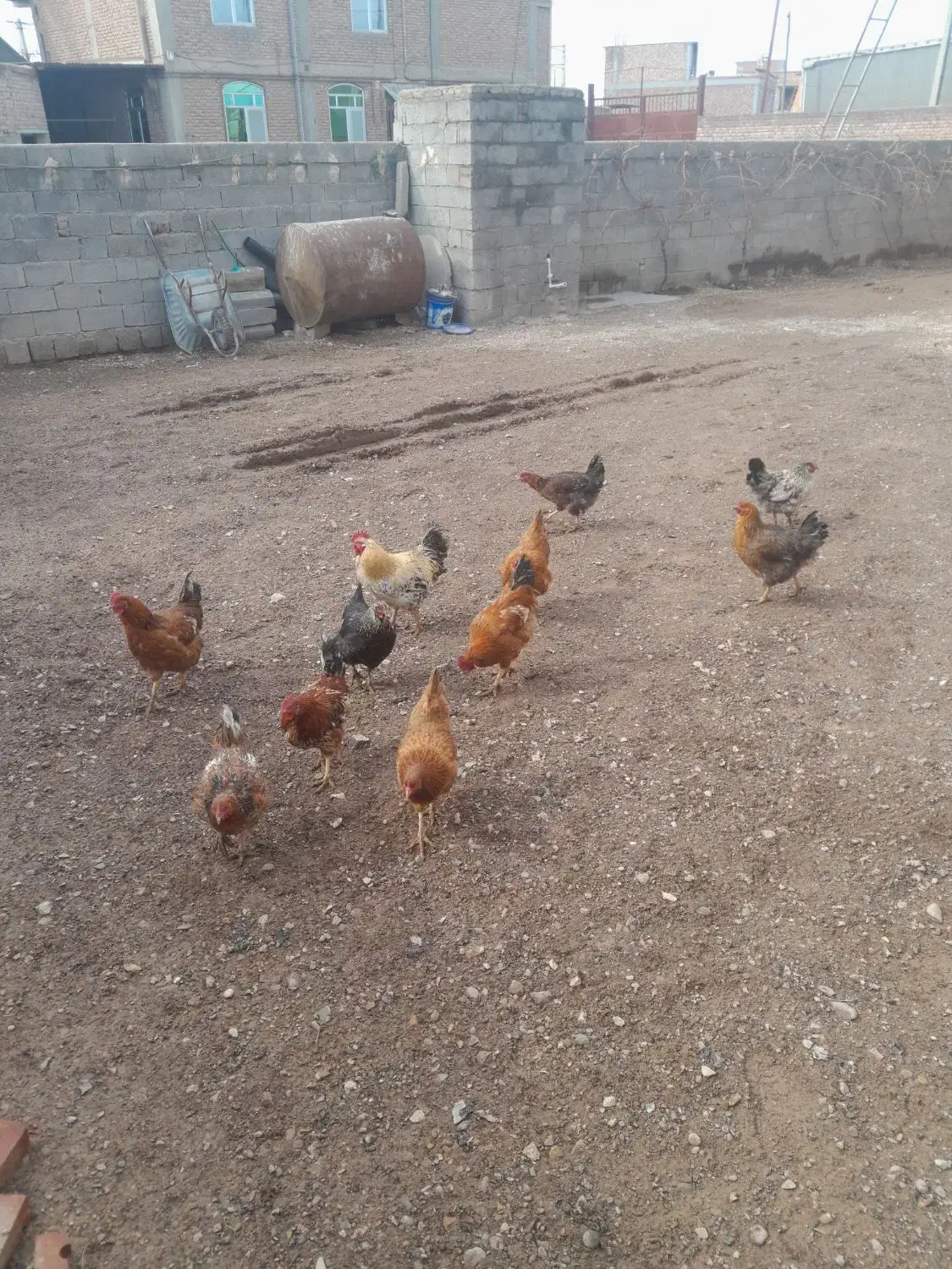 مرغ خروس|حیوانات مزرعه|باروق, |دیوار