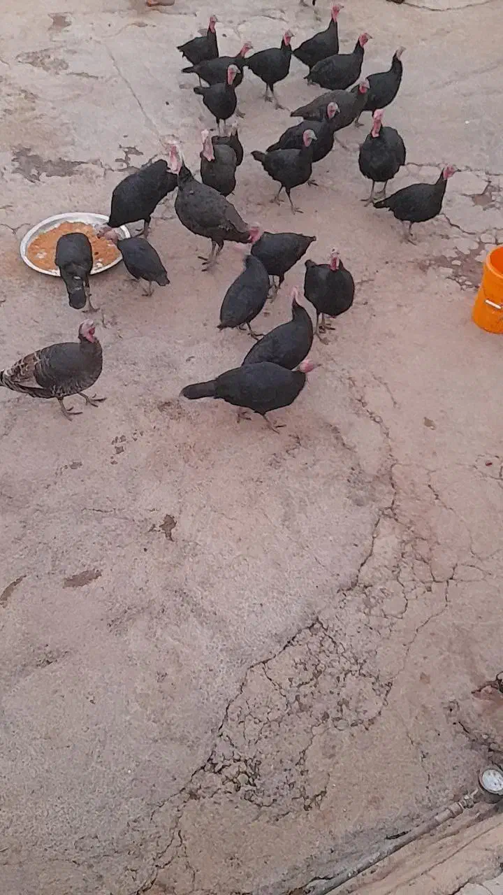 بوقلمون|حیوانات مزرعه|کوهدشت, |دیوار