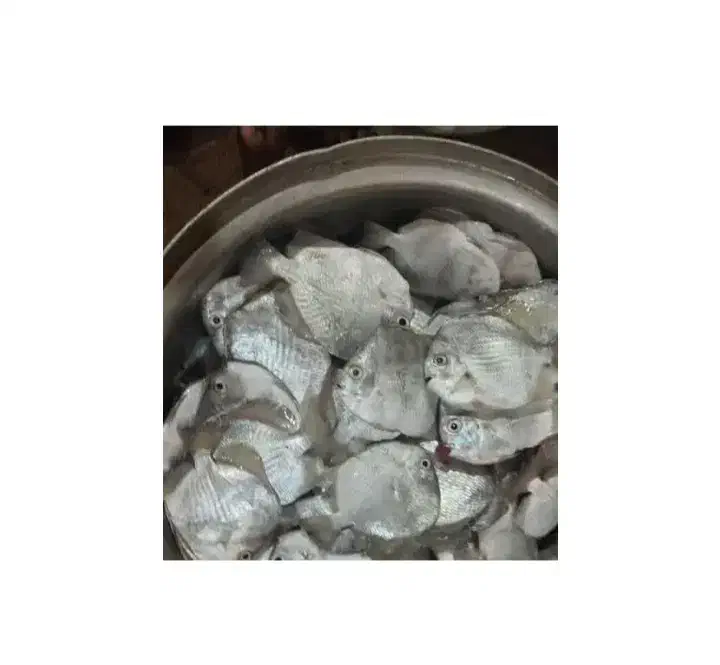 شنگو تازه|ماهی|درگهان, |دیوار