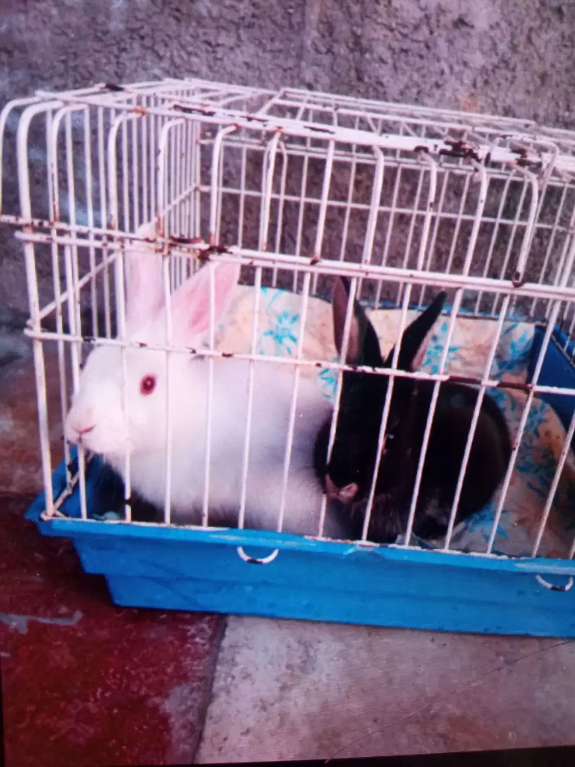 خرگوش مفت|موش و خرگوش|کازرون, |دیوار