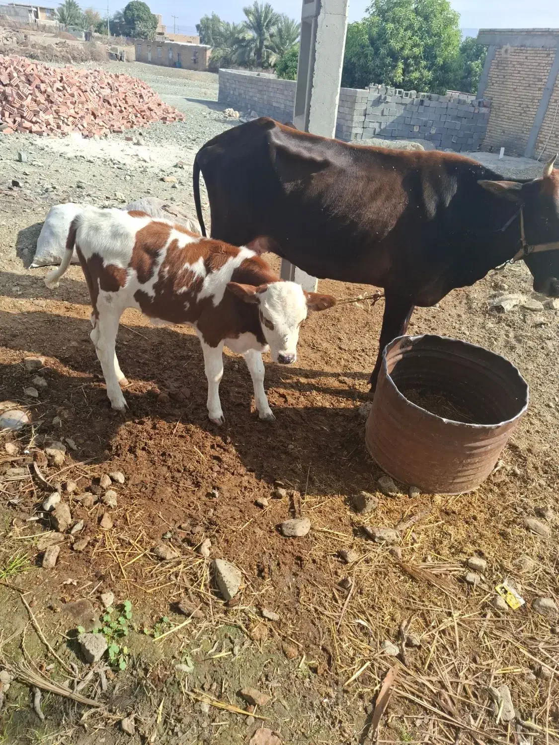 گاو گوساله نرسوزنی هلشتاین|حیوانات مزرعه|بندرعباس, |دیوار