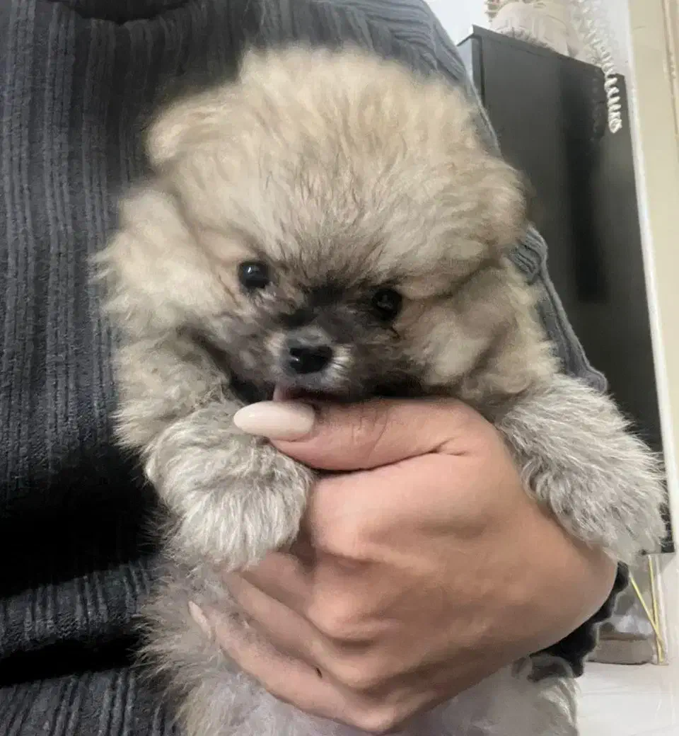 سگ پامرین خرسی|سگ|مشهد, کوی ولیعصر|دیوار