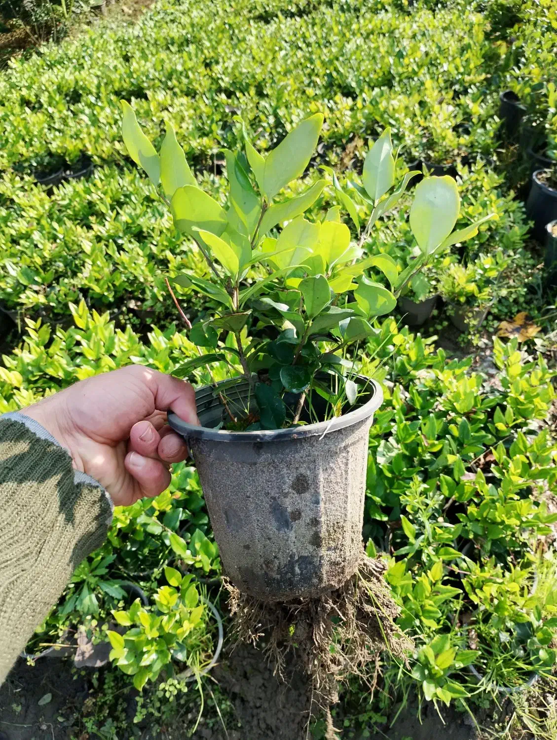 یاس هلندی سطل ۳ و ۱۰|گل و گیاه طبیعی|کلاچای, |دیوار