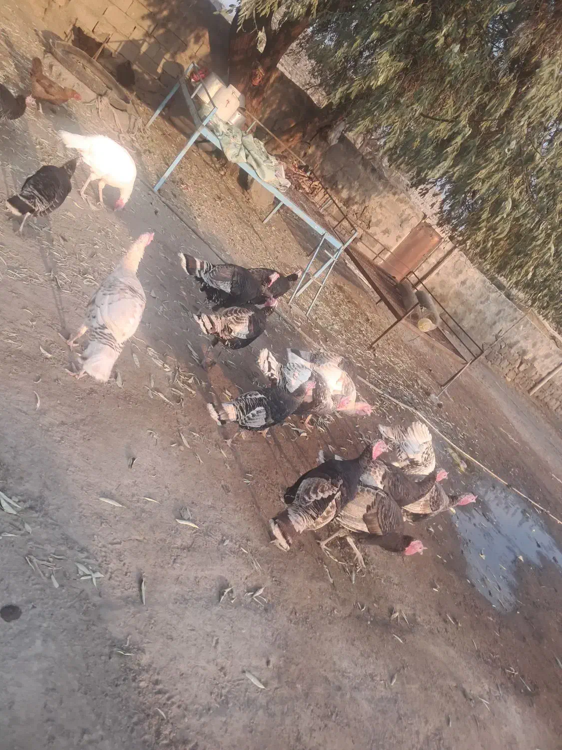 ۱۰عدد بوقلمون|حیوانات مزرعه|بازرگان, |دیوار