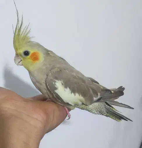 عروس هلندی|پرنده|شیروان (خراسان), |دیوار