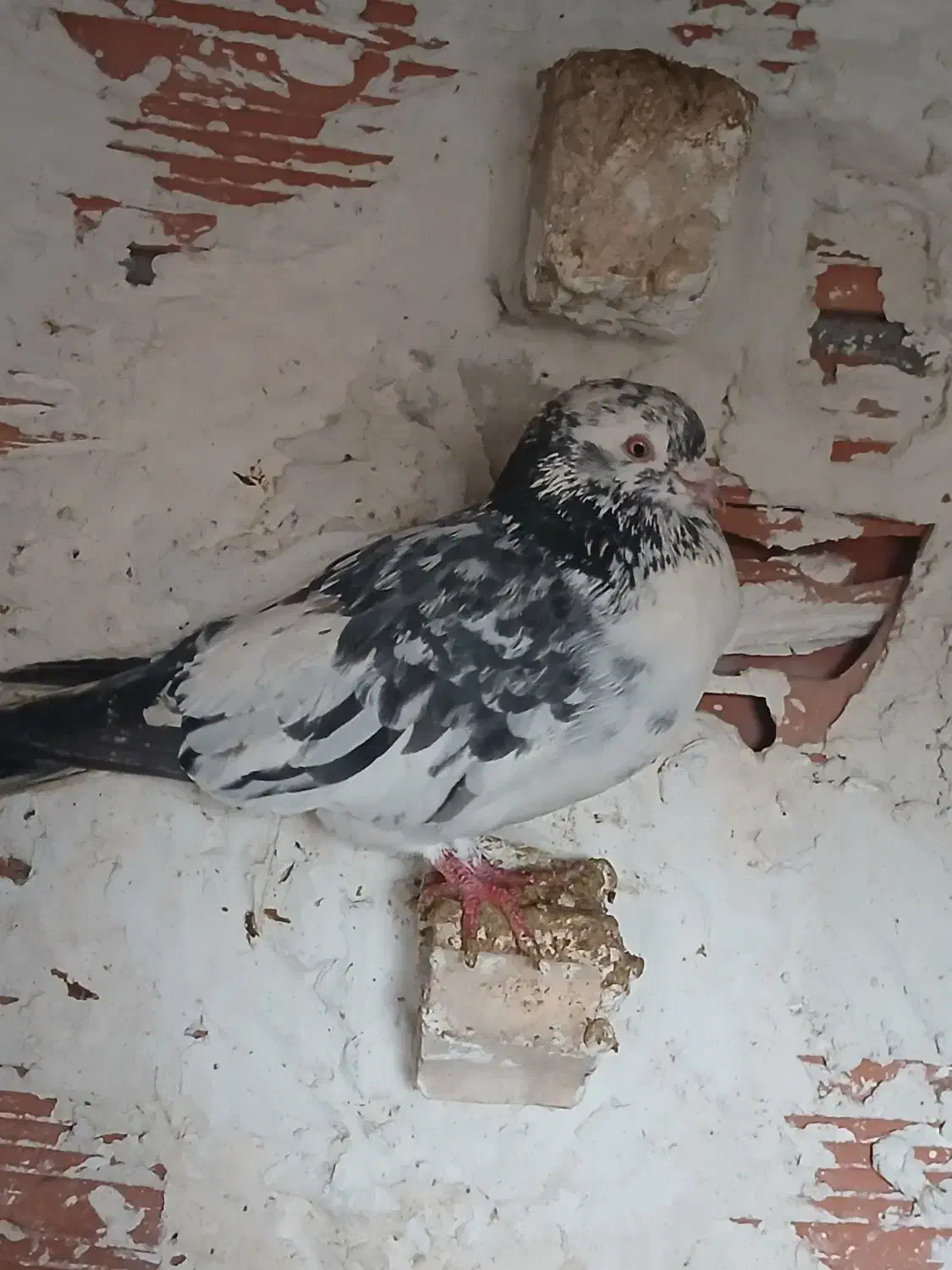 سار صید|پرنده|بجنورد, |دیوار