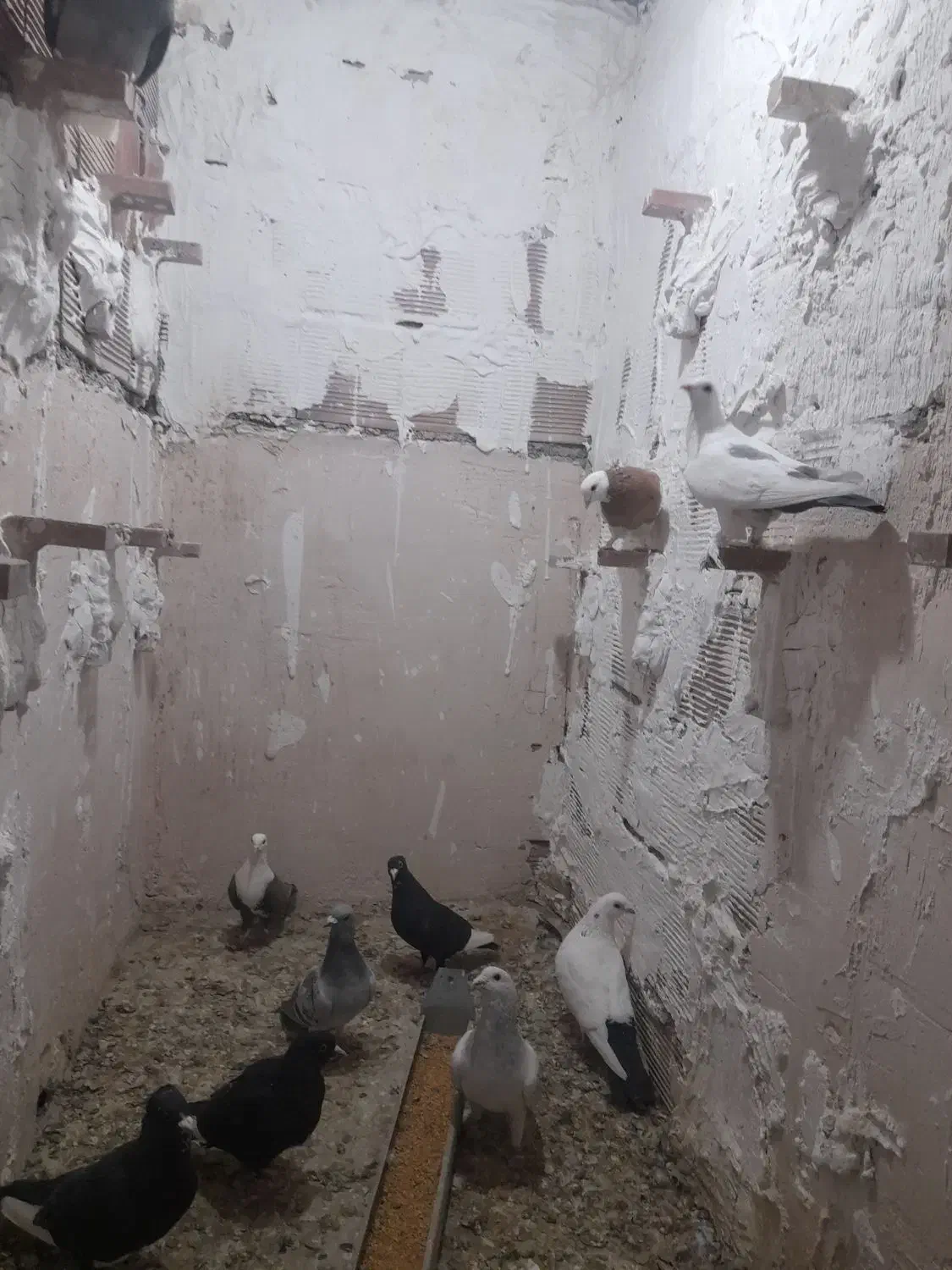 کبوتر|پرنده|یزدان شهر, |دیوار