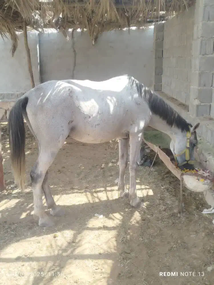 اسب عرب|اسب و تجهیزات اسبسواری|بندر ماهشهر, |دیوار